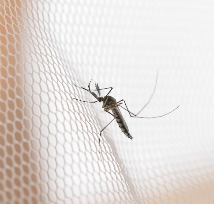 Dove Trovare le Zanzariere Online: Guida all'Acquisto Perfetto